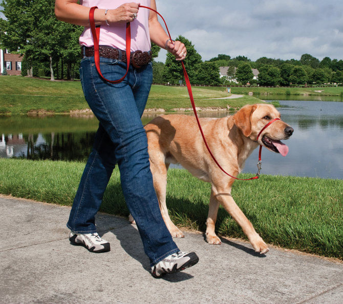 Gentle-Leader-Headcollar-large--over-60-lb-