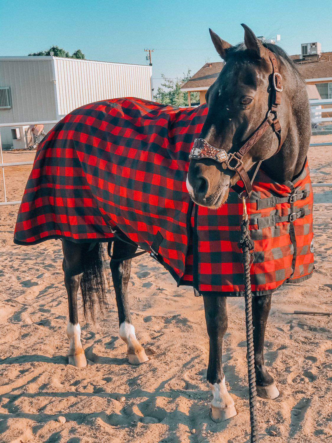 Buffalo Check Pattern Holiday Horse Shoe Hand Towel - The Painting Pony