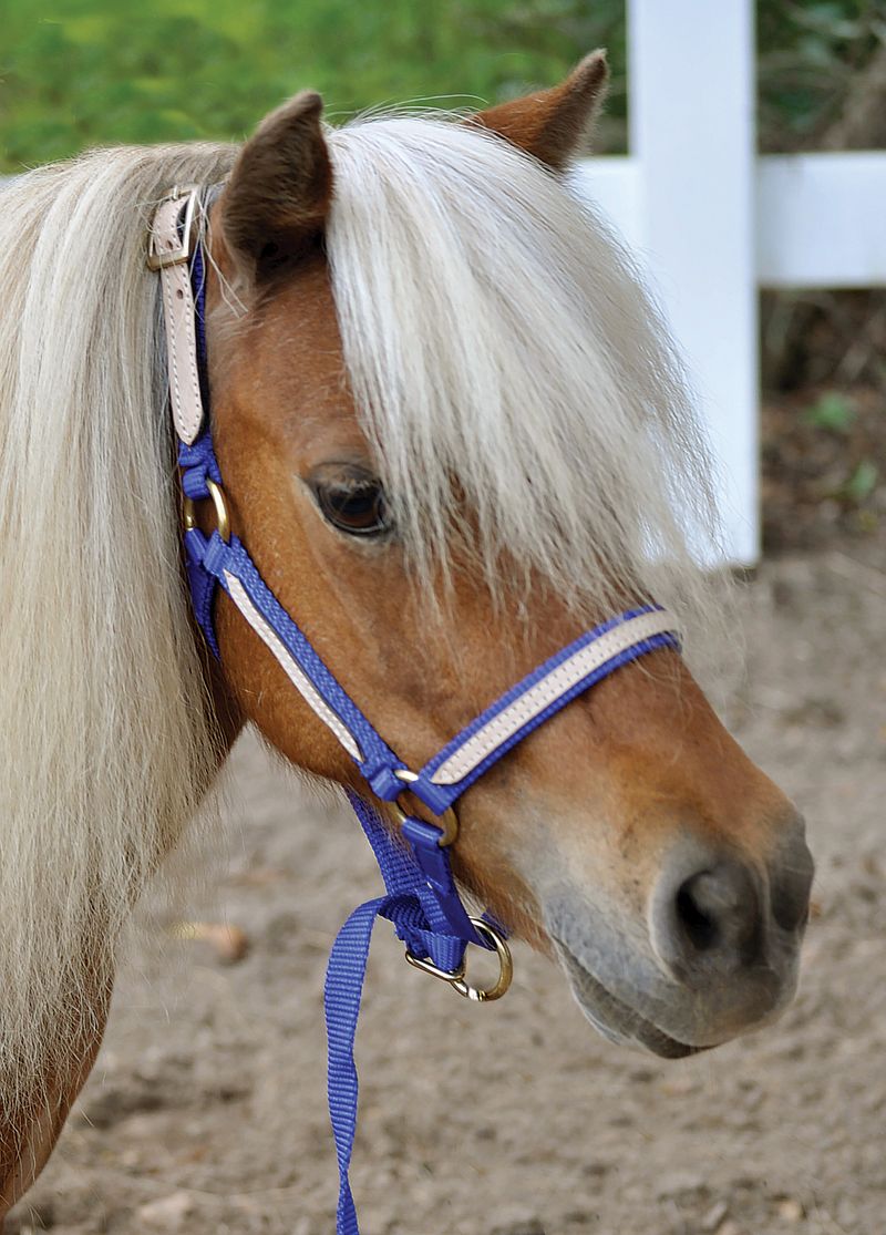 Miniature Horse Breakaway Halter, Large Jeffers