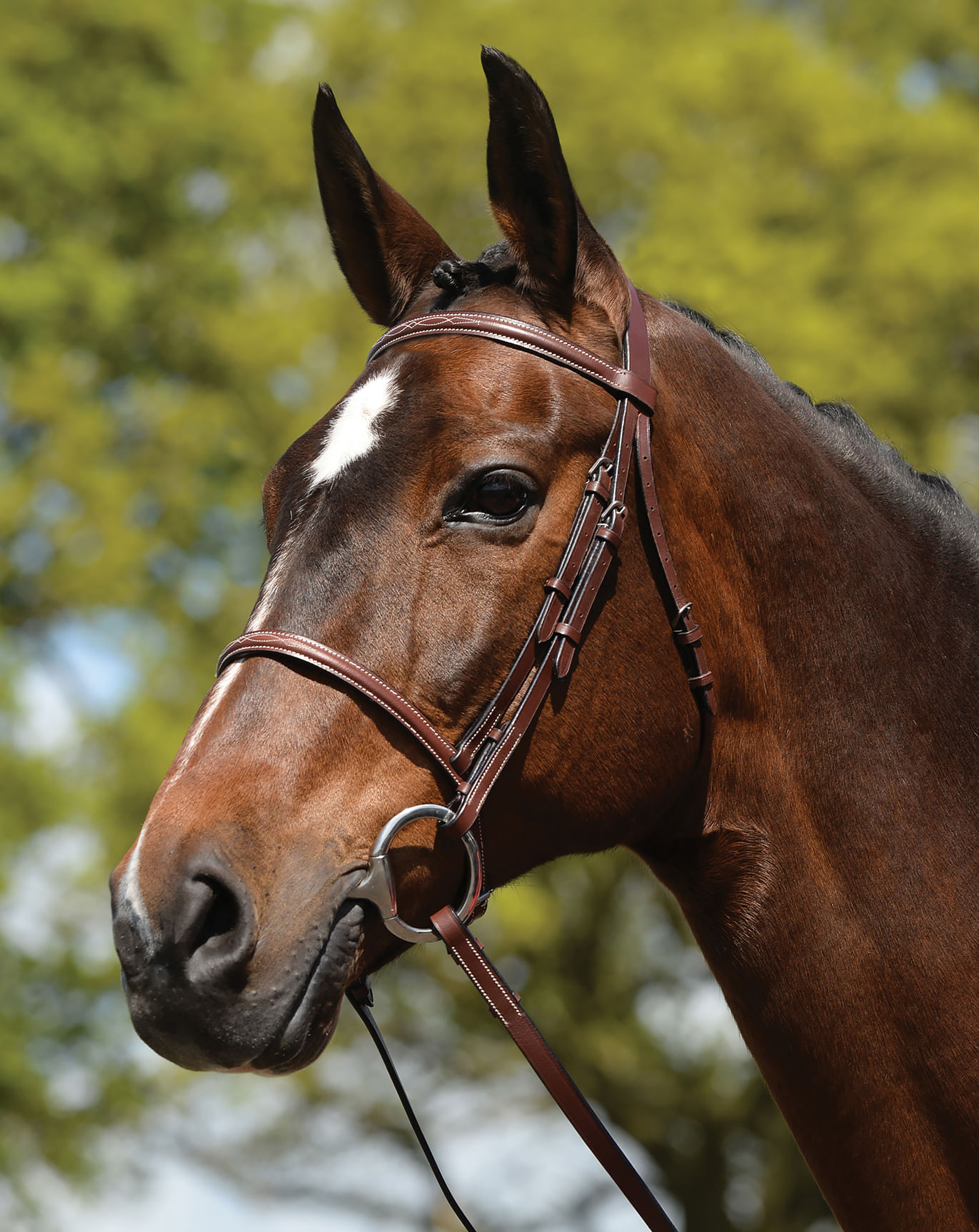 English Horse Bridles & Reins