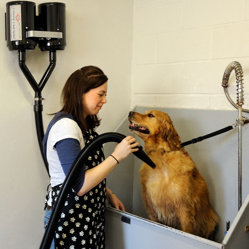 High velocity outlet grooming dryer