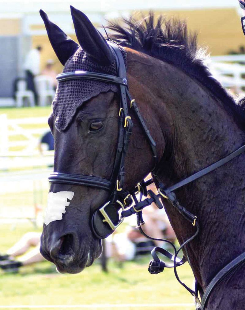 Flair Horse Nasal Strips Jeffers