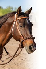 Professional-s-Choice-Loping-Hackamore