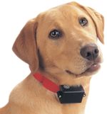 PetSafe--174--Bark-Control-Collar