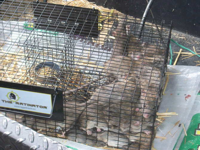 The Ratinator Humane Live Trap by Rugged Ranch - Jeffers