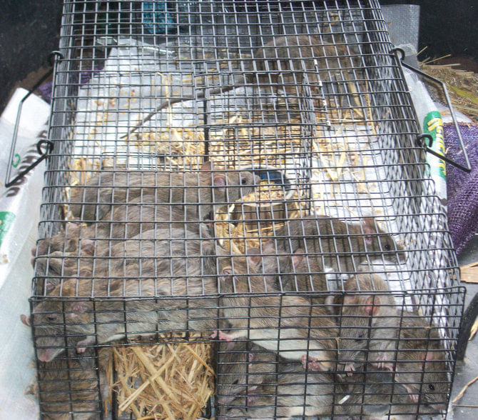 Rats trap 28 cm - Ukal