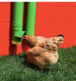 High-End-Hen-Poultry-Feeder---Waterer
