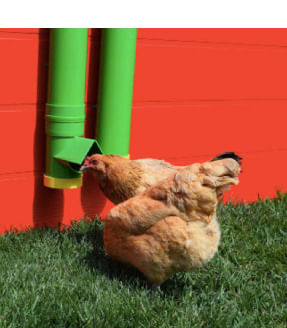 High-End-Hen-Poultry-Waterer-by-Rugged-Ranch