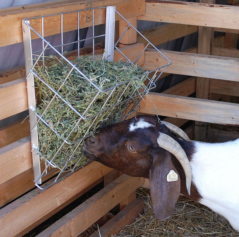 Automatic goat clearance feeder