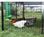 High-End-Hen-Poultry-Feeder---Waterer