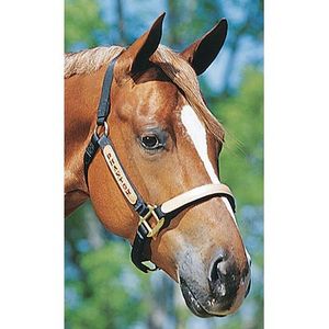 Padded Halter Horse - Jackson's Western