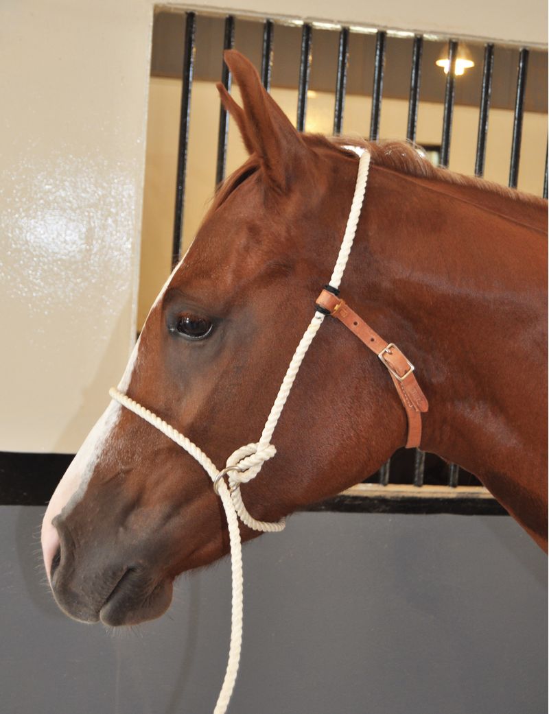Professional's Choice Schutz Training Halter Jeffers