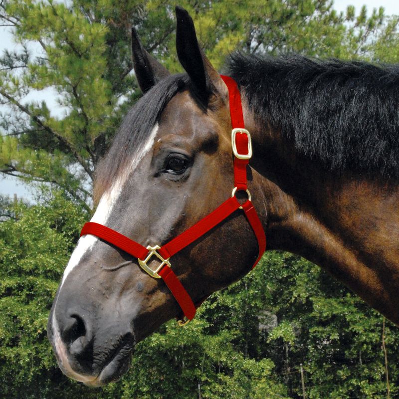 Arabian-Horse-Halter-Full-Size