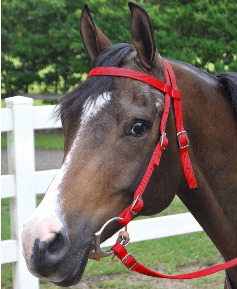 Showman ® 8ft round braided nylon split reins with teal painted feathe –  Dark Horse Tack Company