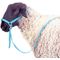 Nylon Sheep Halter, 3/4"