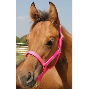 Jeffers Foal (30 to 90 days) Halters, 00-200 lb
