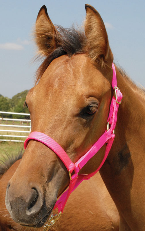 Hamilton Quality 3/4 Inch Nylon Adjustable Halter - Foal/Pony/Weanling