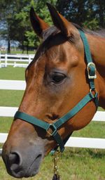 Jeffers-Turnout-Halter-Yearling--400-600-lb-