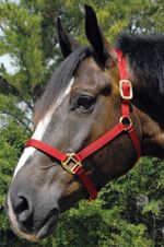 Premium-Horse-Halter-600-900-lb--3-ply-1--