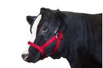 Nylon-Cow-Halter---Large--750-1000-lb-