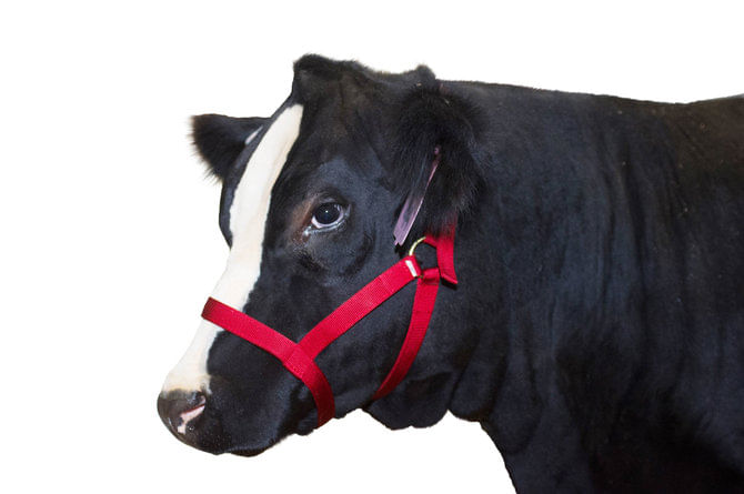 Nylon-Cow-Halter---Large--750-1000-lb-