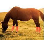 ShooFly-Leggins-for-Medium-Horse-4-pack