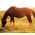 ShooFly Leggins for Medium Horse, 4-pack