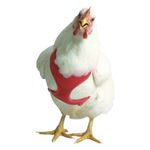 Chicken-Harness-Medium-Rooster