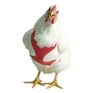 Chicken Harness, Medium/Rooster