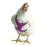 Chicken-Harness-Small-Hen