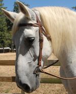 Leather-Draft-Horse-Bridle