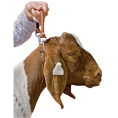 Goat-Show-Collar