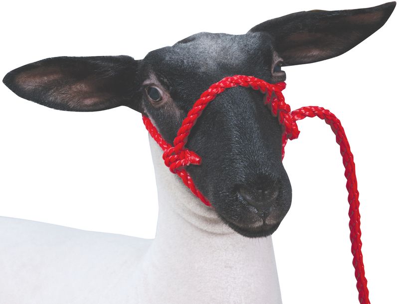 Sheep---Goat-Poly-Rope-Halter