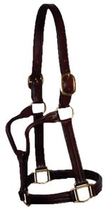 Berlin-1-1-8--Track-Leather-Halter-Yearling