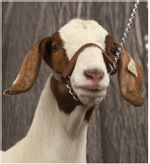 Brahma-Webb-Show-Goat-Halter