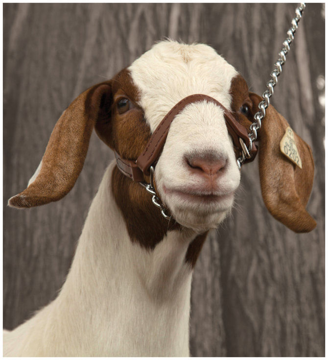 Brahma b Show Goat Halter Jeffers