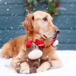 Zippy-Paws-Crinkle-Christmas-Dog-Toy-Large