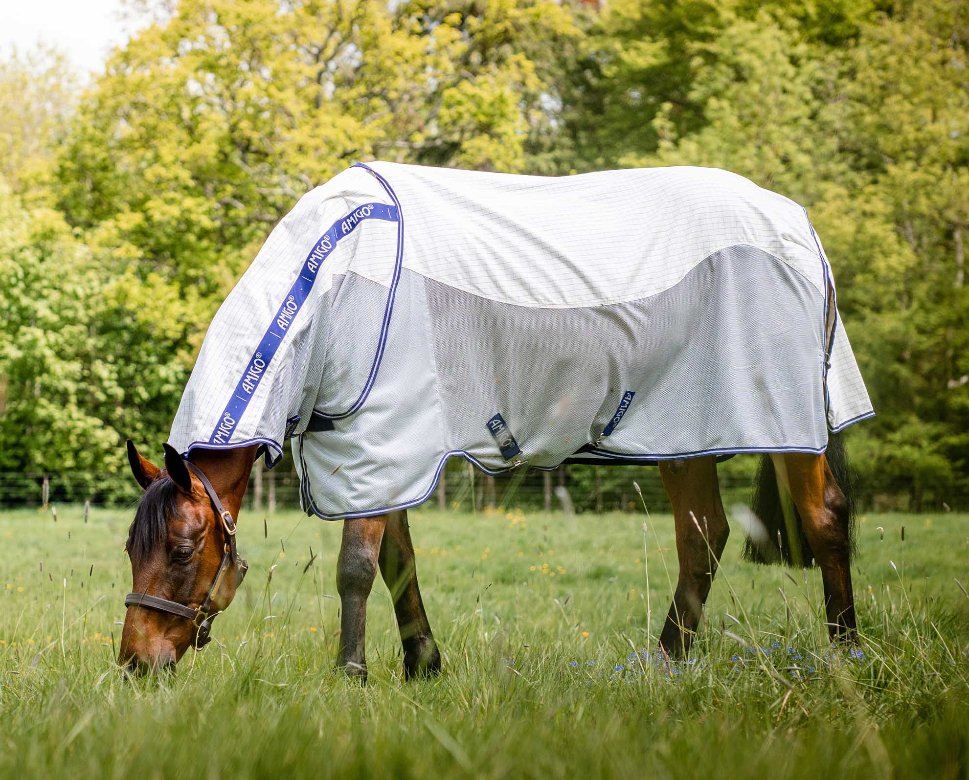 The Best Fly Protection for Horses - Countryside
