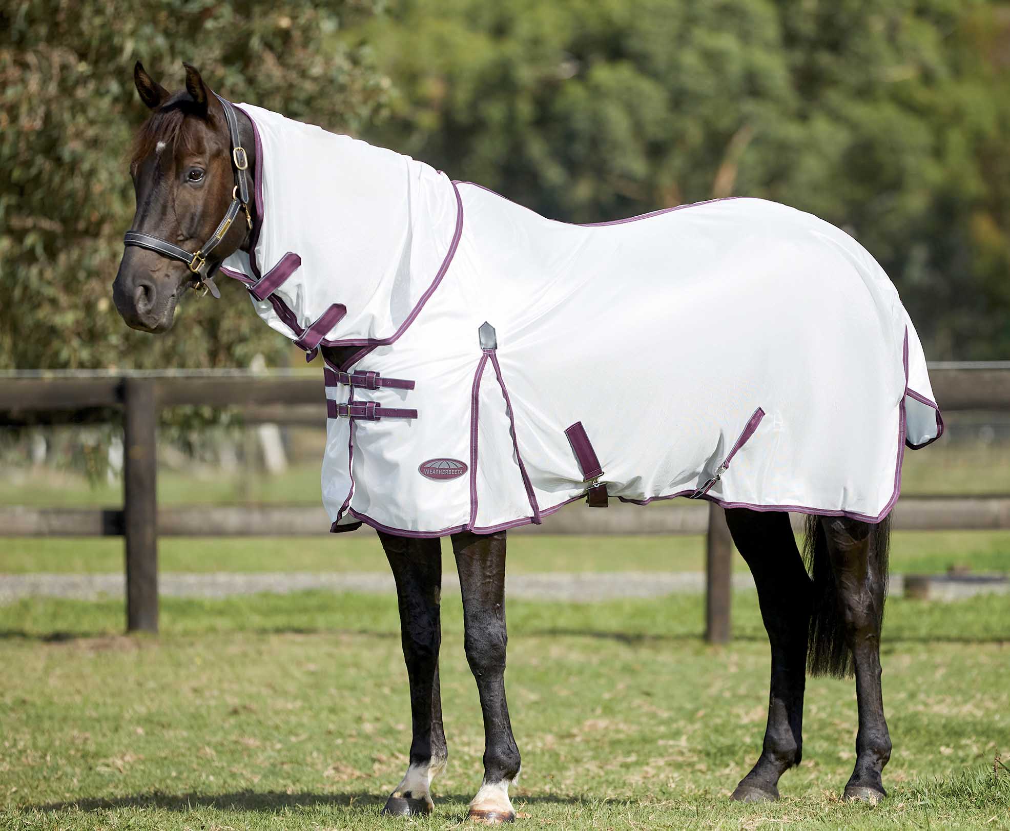 WEATHERBEETA GENERO COMBO ATTACHED NECK BELLY FLAP PONY/HORSE MESH FLY RUG/SHEET 