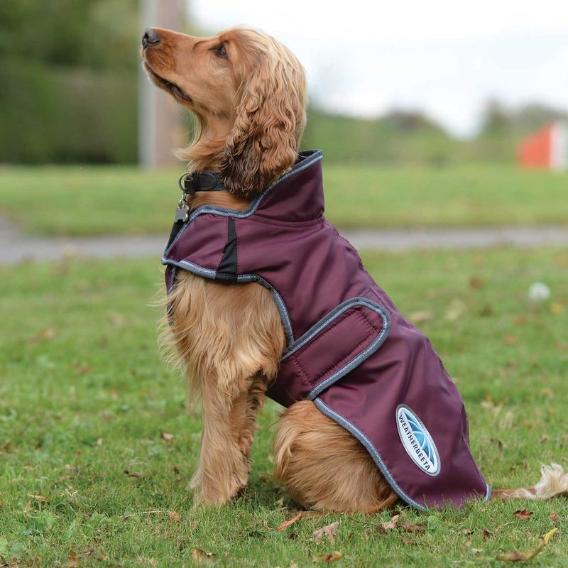 White best sale dog jumper