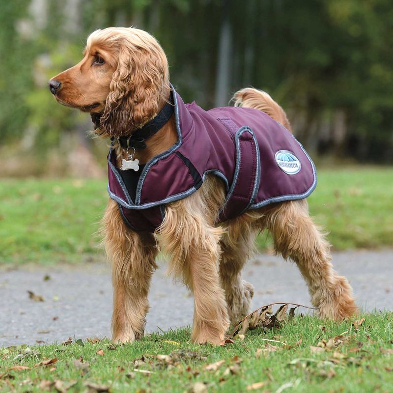 Maroon and white clearance windbreaker