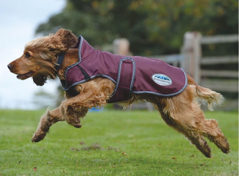 WeatherBeeta ComFITec Windbreaker Free Deluxe Dog Coat Maroon Gray White