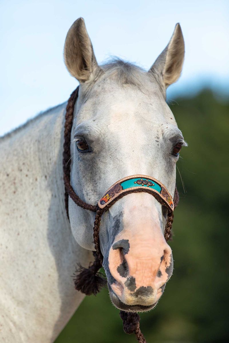 mule-tape-halter-with-flower-nose-jeffers