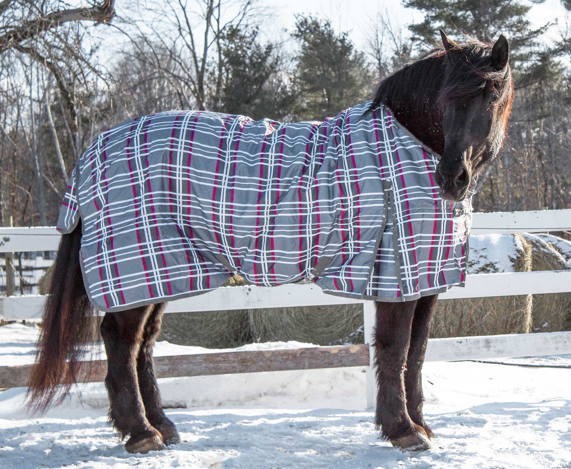 Jeffers Horse Blanket Pins - Jeffers