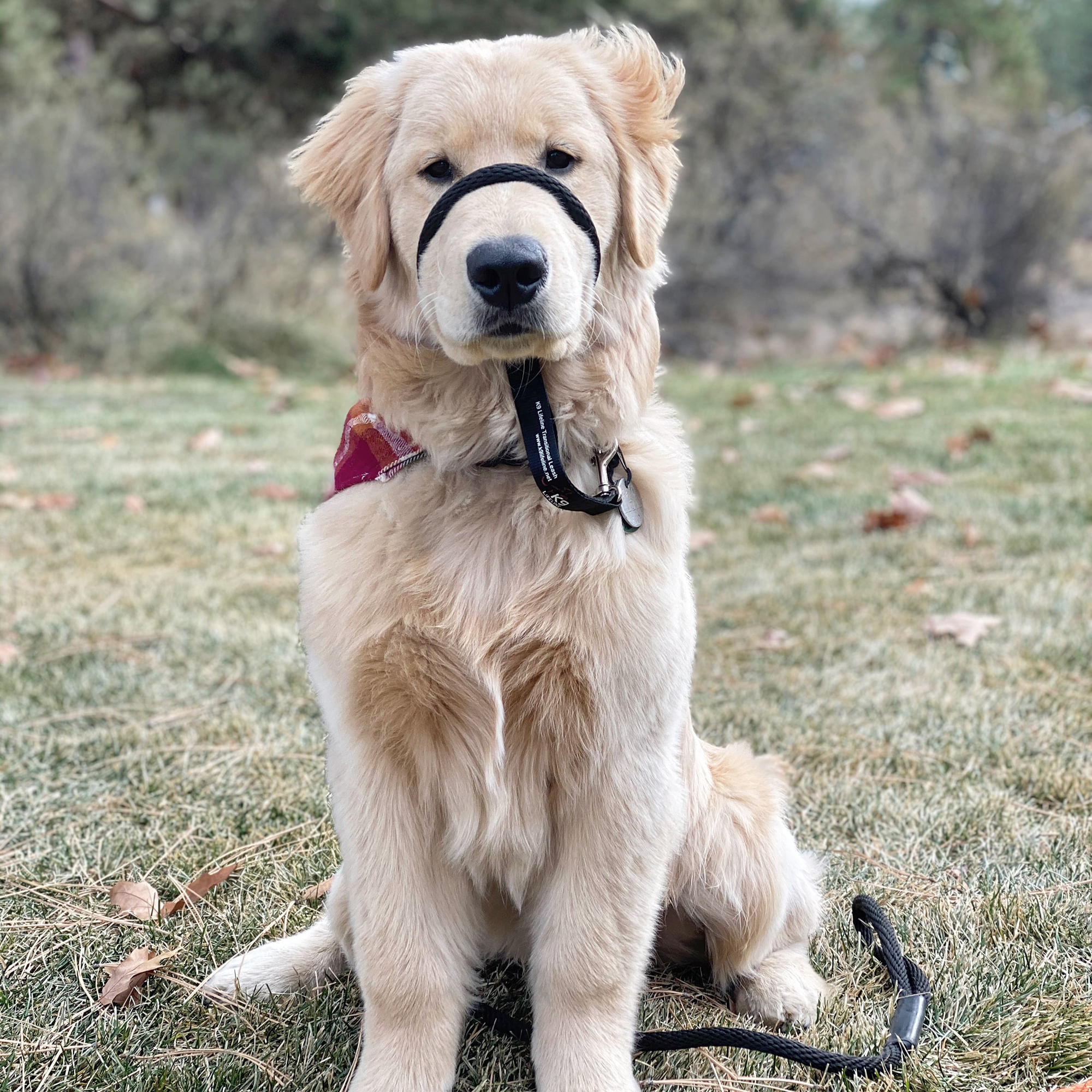 K9 lifeline outlet transitional leash review