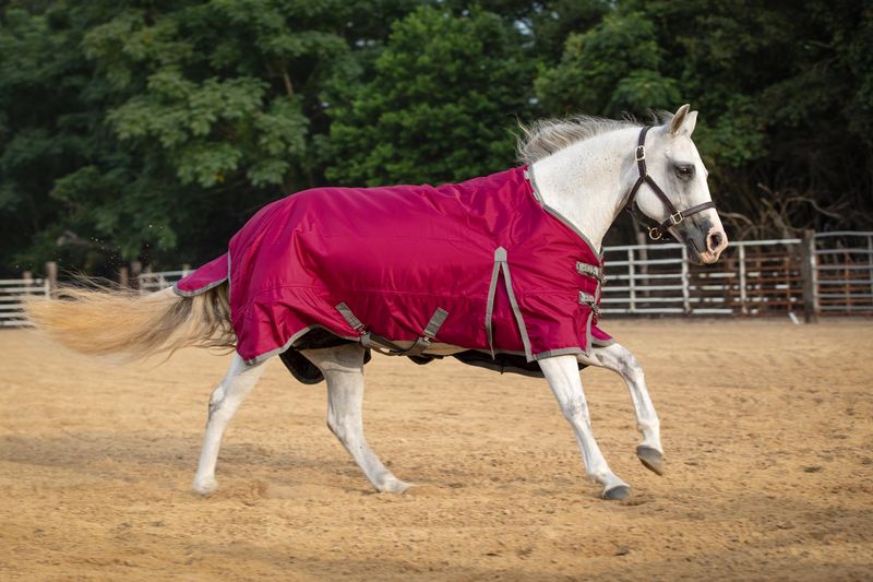 Jeffers 1680D Romper Stomper Horse Blanket, 240g Jeffers
