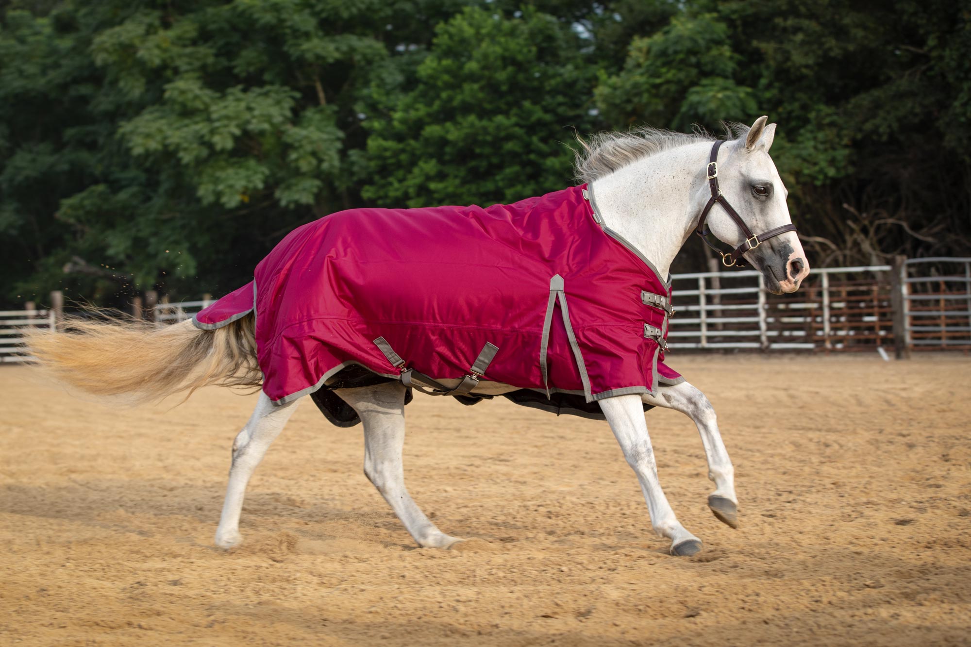 Horse Blanket Replacement Strap - Navy