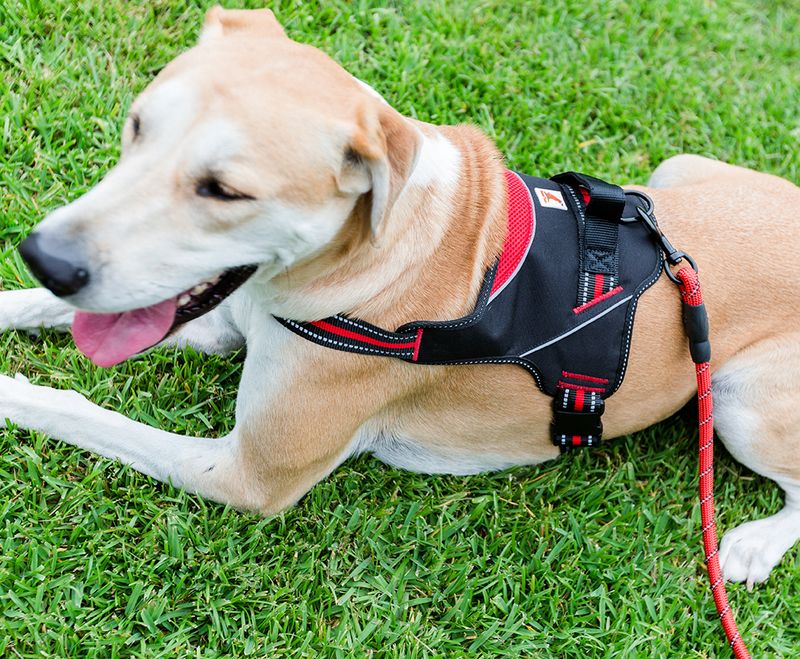 直売値下げ Doggy Tales Patented Hart Harness (60， Red) 首輪