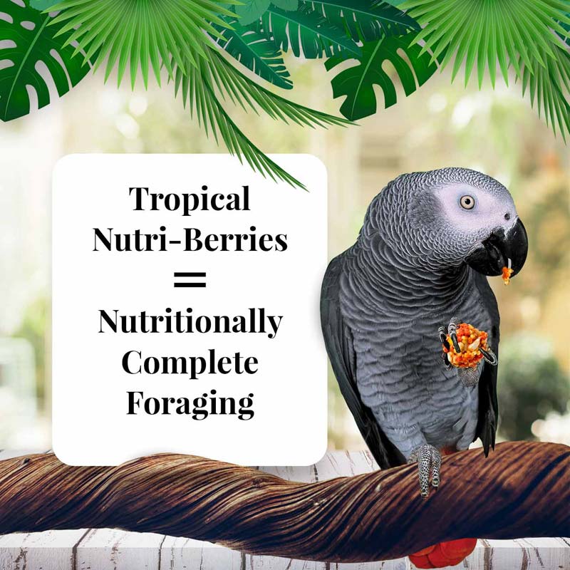 Lafeber Parrot Tropical Fruit Nutri-Berries, 10 oz bag - Jeffers