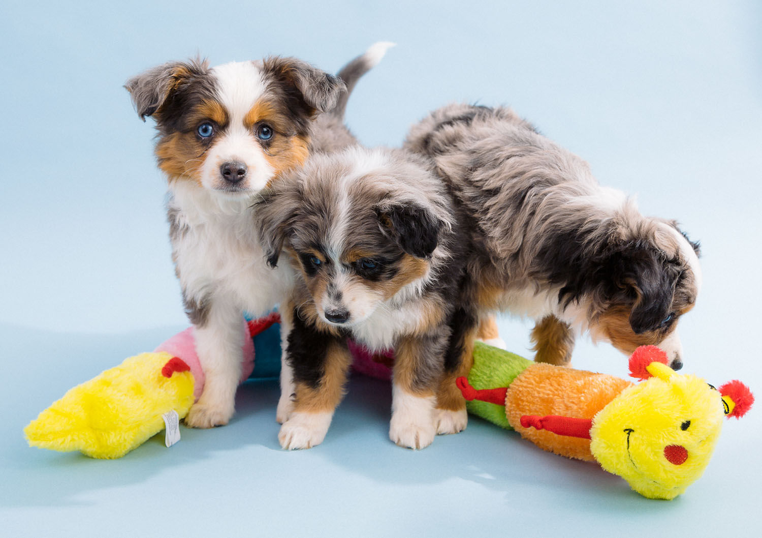 Caterpillar Deluxe with 7 Squeakers Dog Toys - Jeffers